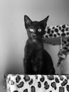 Peanut