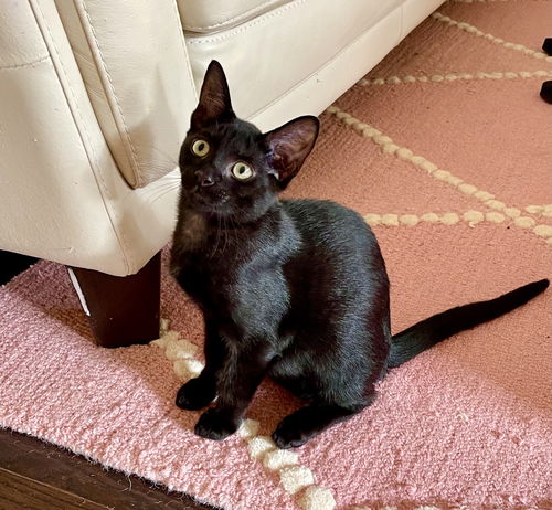 Peanut