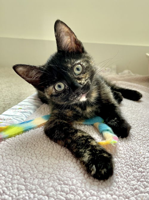 Coco