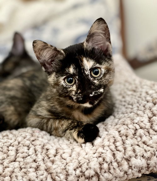 Cinnamon