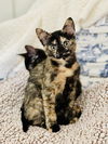 Cinnamon