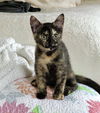 Cinnamon