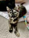 Cinnamon