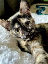 Cinnamon
