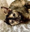 Cinnamon