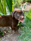 Tootsie