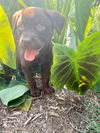 Tootsie