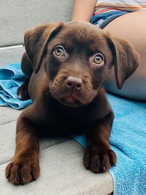 Tootsie