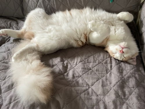 Simon