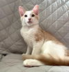 Simon