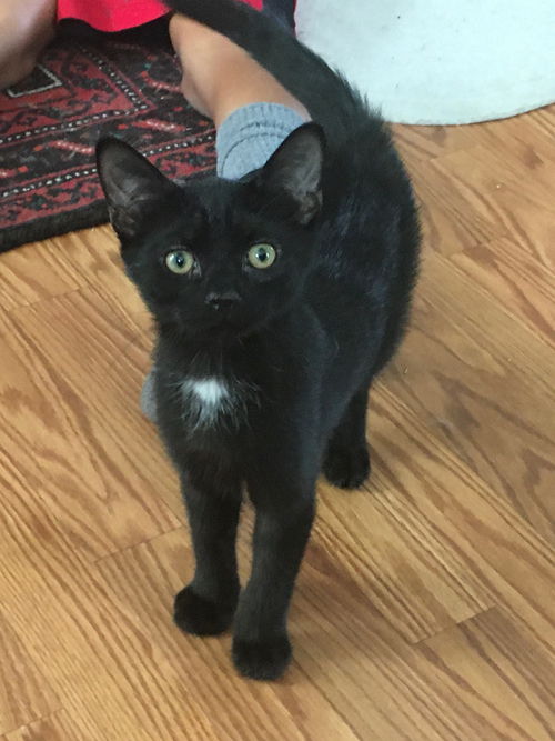 Luca