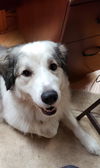 Kira