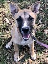 adoptable Dog in pittsboro, NC named Dani