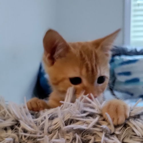 Milo