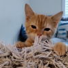 Milo