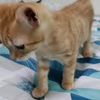 Milo