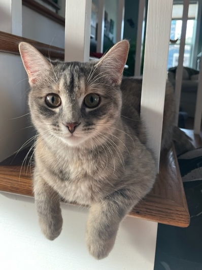 Pip