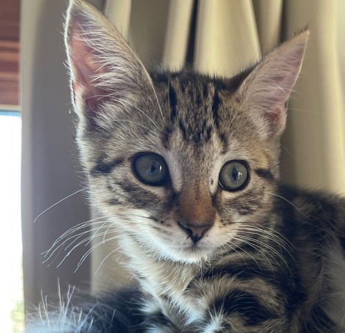 Sofia