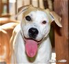 adoptable Dog in pittsboro, NC named Lyra
