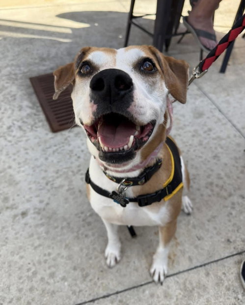 Celeste, an adoptable Boxer in Pittsboro, NC