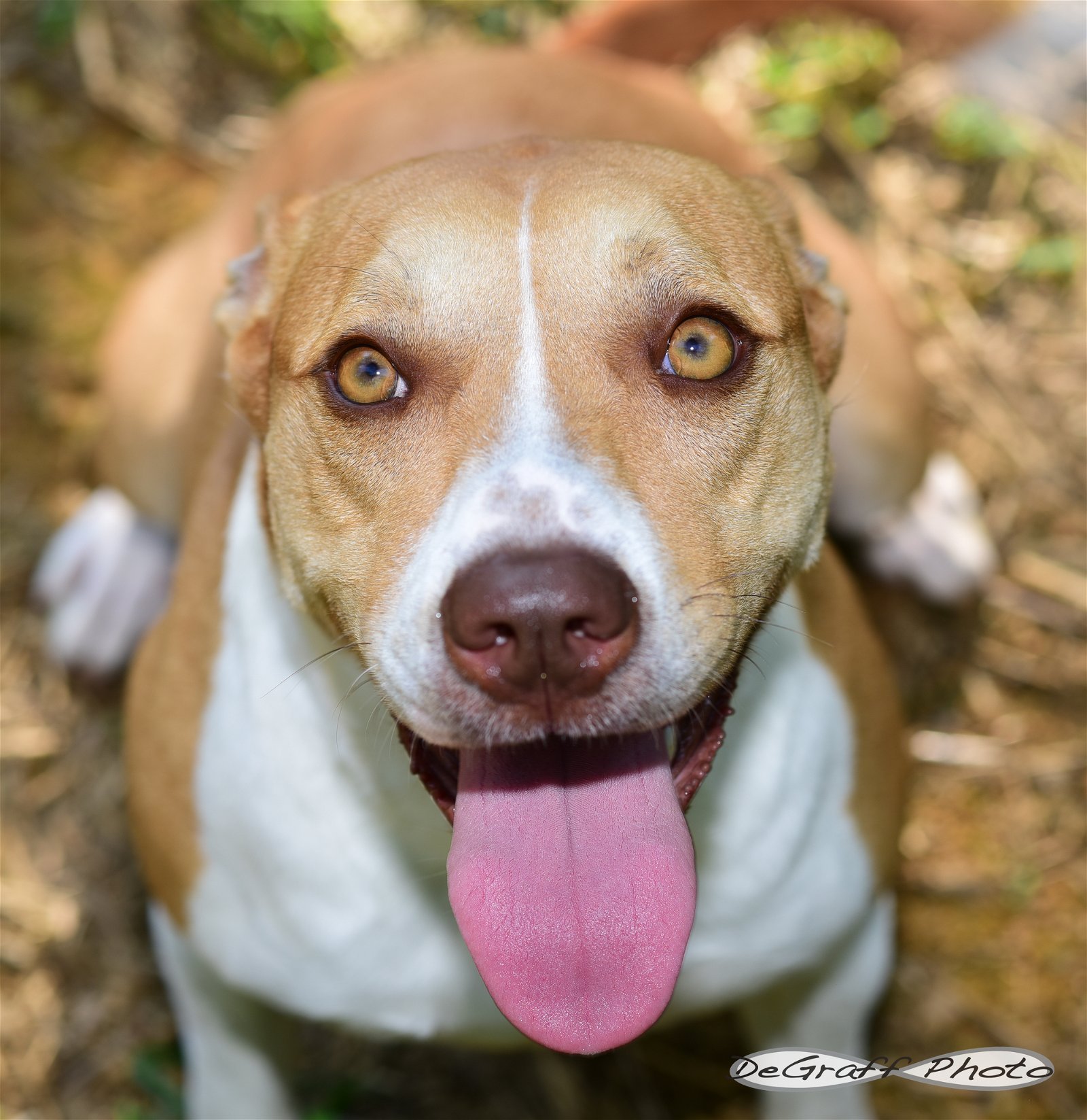 adoptable Dog in Pittsboro, NC named Cassi