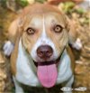 adoptable Dog in pittsboro, NC named Cassi