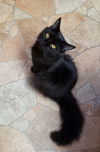 Shadow