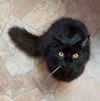 Shadow