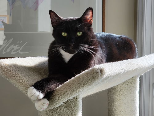 Milo