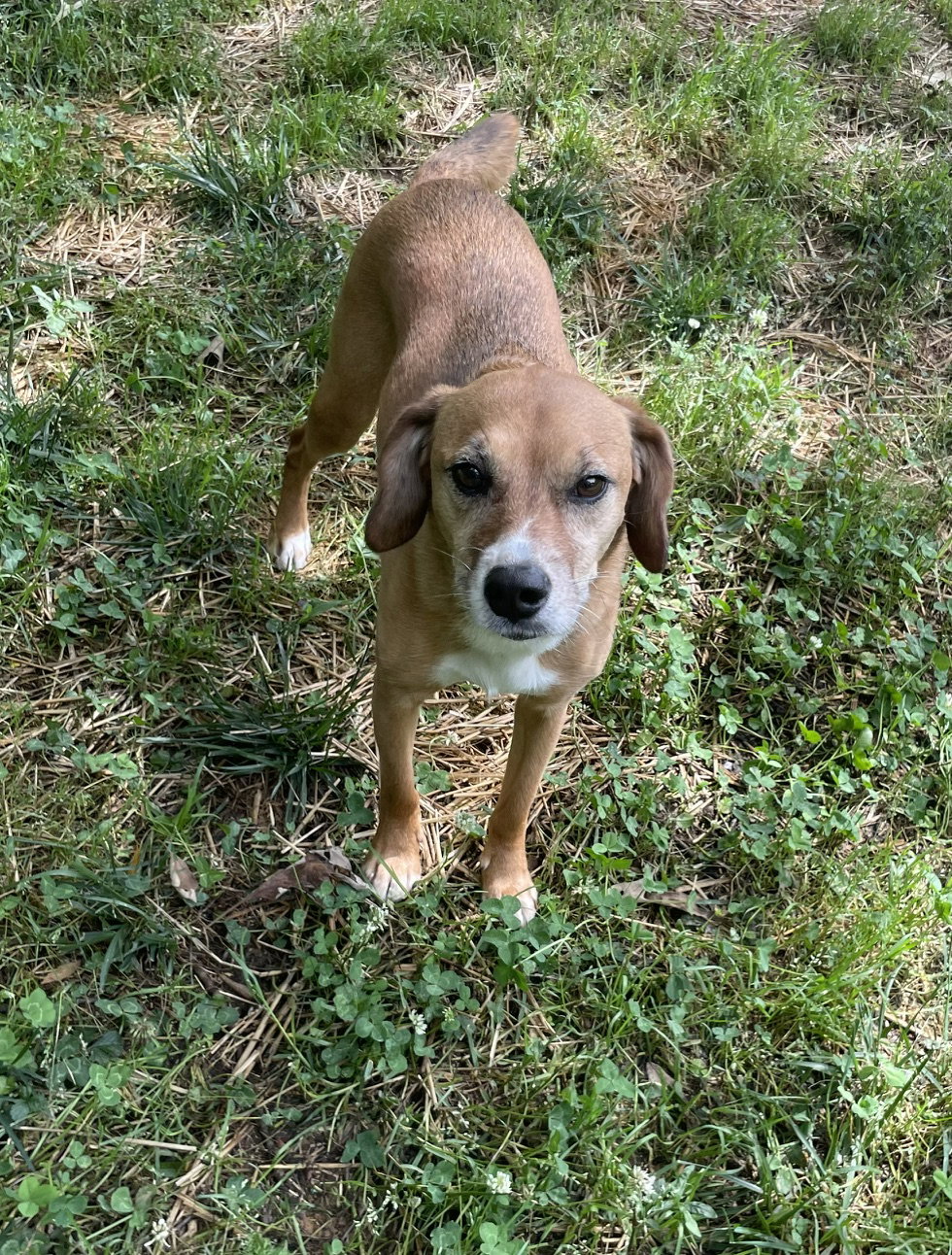 CARE Foster Dogs | Chatham Animal Rescue