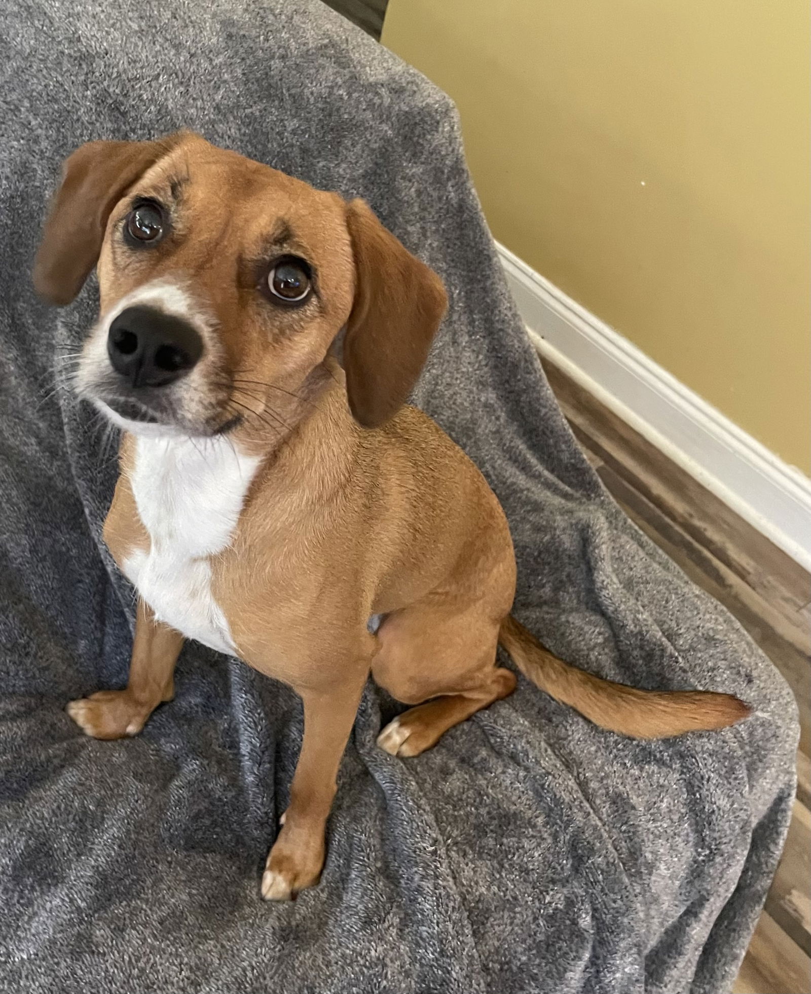 adoptable Dog in Pittsboro, NC named Mae