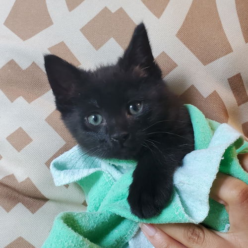 Oliver