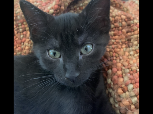 Oreo