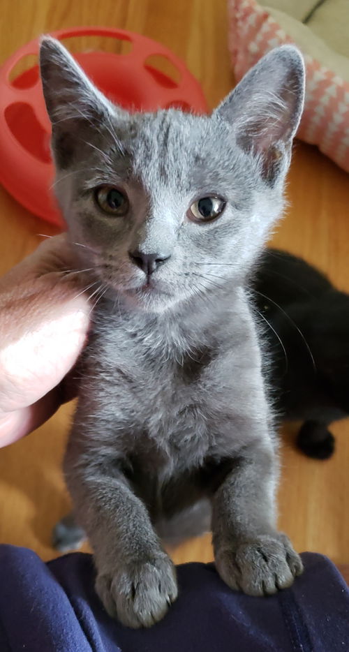Tootie