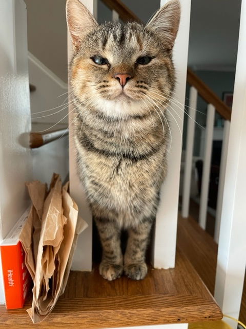 Penny