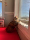 Penny