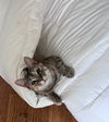 Penny