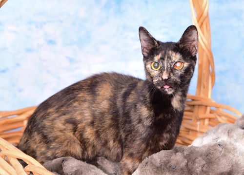 CleoPatra