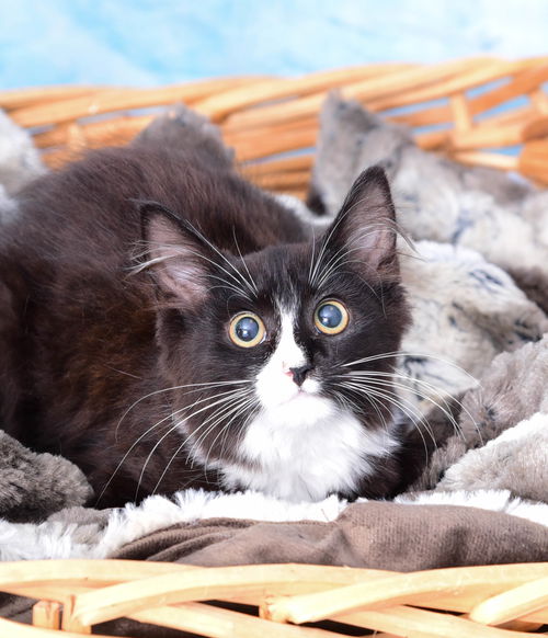 Oreo