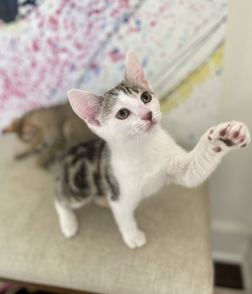 Tootles