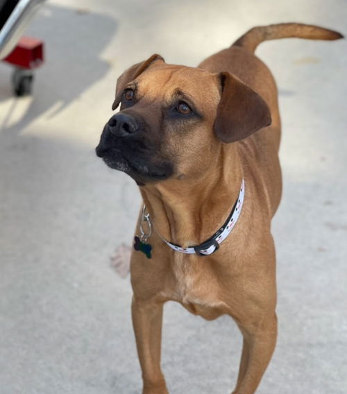 Simba 1