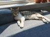 Izzy