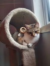 Izzy