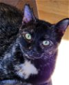 adoptable Cat in pittsboro, NC named Lea