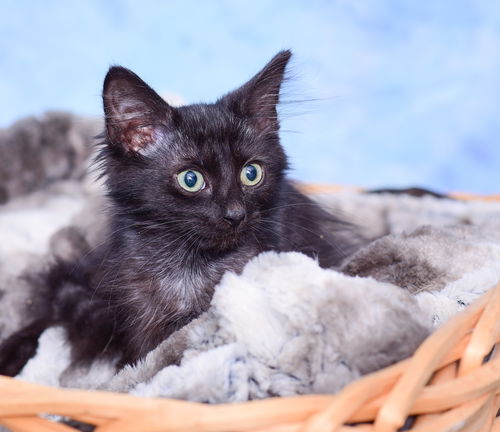 Widget