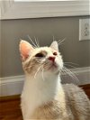 adoptable Cat in pittsboro, NC named Higgins