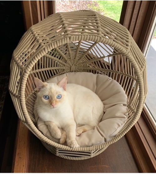 Coconut