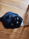Milo