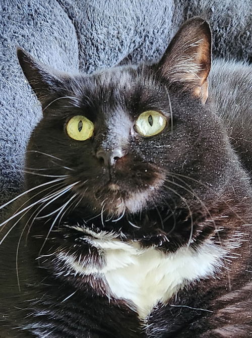 Milo
