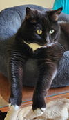Milo